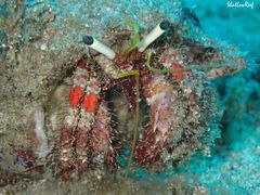 Dardanus sanguinolentus