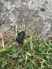 Dorcus parallelipipedus