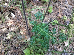 Lomatium parvifolium