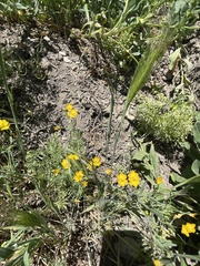Hypecoum procumbens