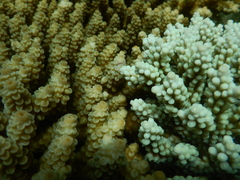 Acropora tenuis