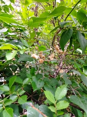 Ulmus minor