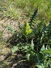 Acanthus hirsutus