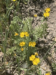 Hypecoum procumbens
