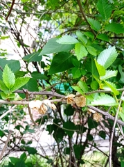 Ulmus minor