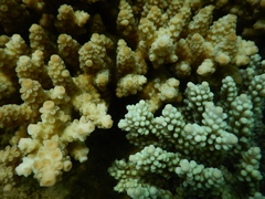 Acropora tenuis