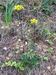 Lomatium parvifolium