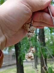 Ulmus minor