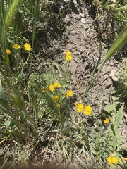 Hypecoum procumbens