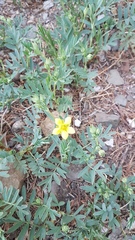 Sibbaldianthe orientalis