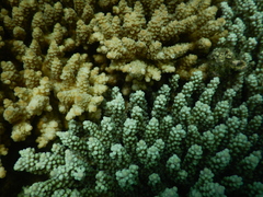 Acropora tenuis
