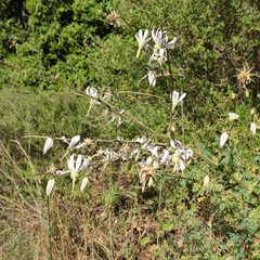 Michauxia campanuloides