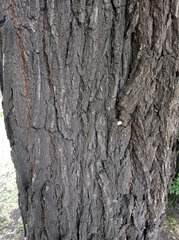 Ulmus minor