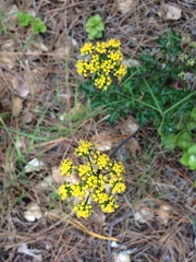 Lomatium parvifolium