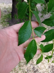 Ulmus minor