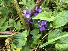 Viola langsdorffii