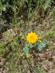 Blackstonia grandiflora