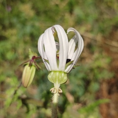 Michauxia campanuloides