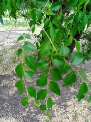 Ulmus minor