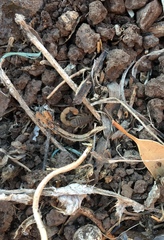 Compsobuthus schmiedeknechti