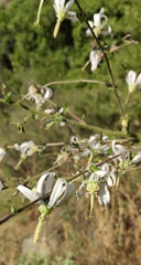 Michauxia campanuloides