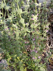Stachys zoharyana