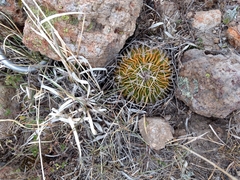 Echinofossulocactus dichroacanthus