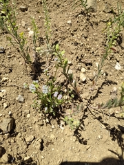 Alyssum strigosum