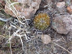 Echinofossulocactus dichroacanthus