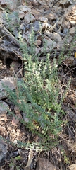Stachys zoharyana