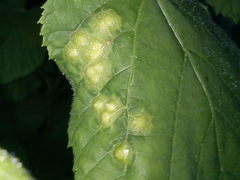 Didymomyia tiliacea