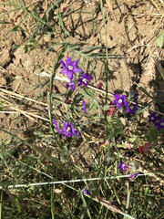 Legousia speculum-veneris