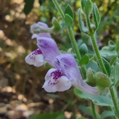 Scutellaria brevibracteata