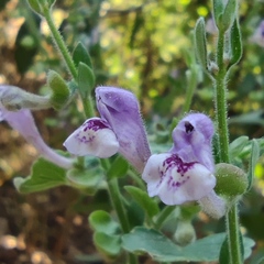 Scutellaria brevibracteata