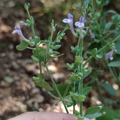 Scutellaria brevibracteata
