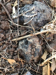 Compsobuthus schmiedeknechti