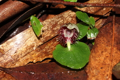 Corybas pruinosus