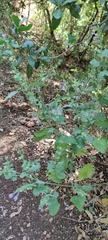 Scutellaria brevibracteata