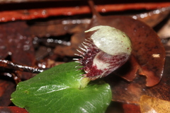 Corybas pruinosus