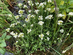 Draba borealis