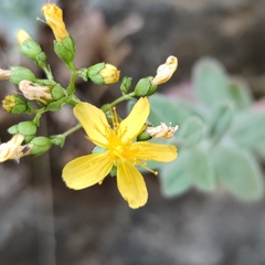 Hypericum lanuginosum