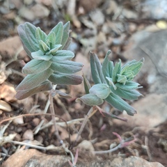 Hypericum lanuginosum