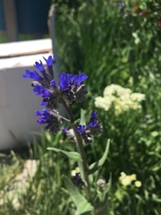 Anchusa leptophylla