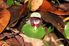Corybas pruinosus