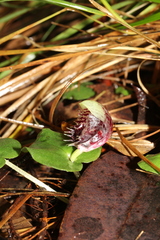 Corybas pruinosus