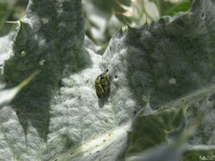 Lixus cardui