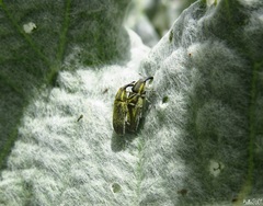 Lixus cardui