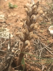 Orobanche cernua