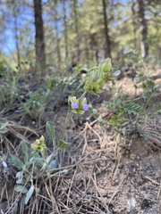 Salvia absconditiflora