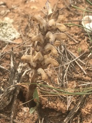 Orobanche cernua